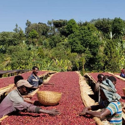 Ethiopia Guji Coffee Beans (Buy in Bulk Wholesale 1kg - 5kg Bag for Cafe Supply) (Copy)